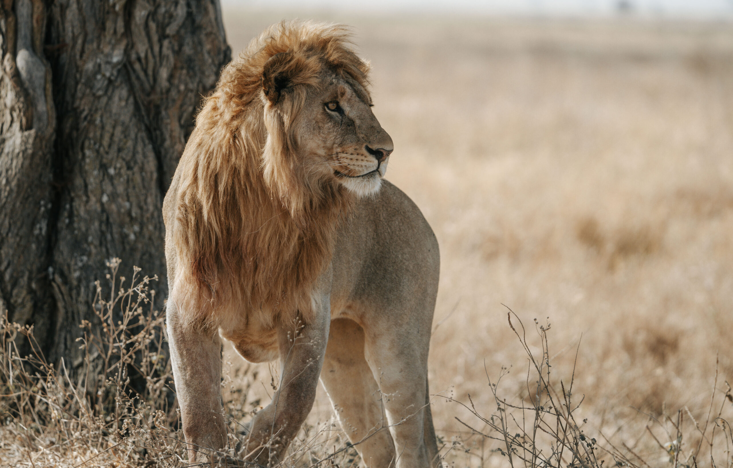 Ngorongoro Game Drive 