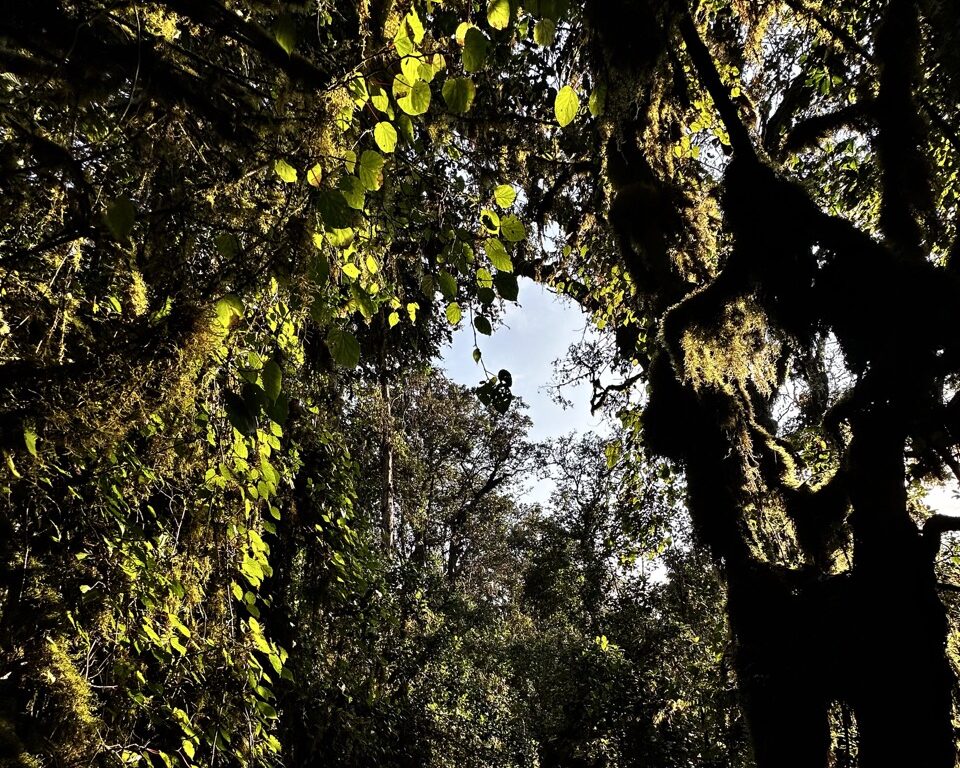 Mount Kilimanjaro Rainforest