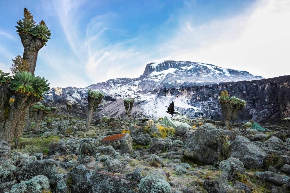 Alpine Desert