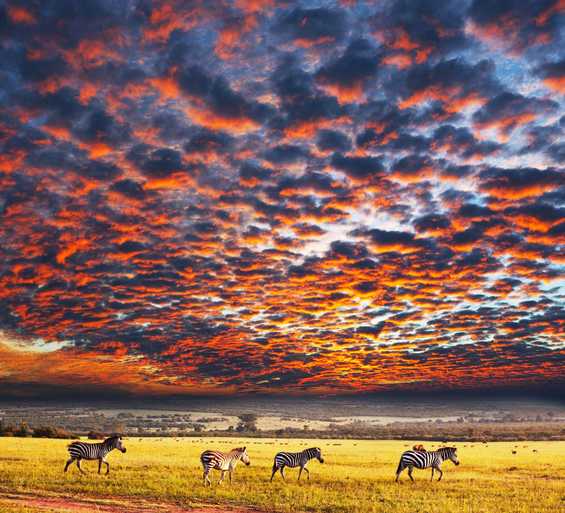 ann_top_Serengeti_National_Park_X0c0L1