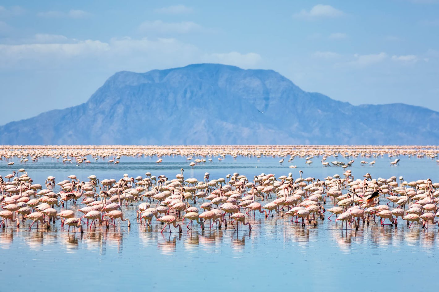 flamingoes-lake-natron-tanzania