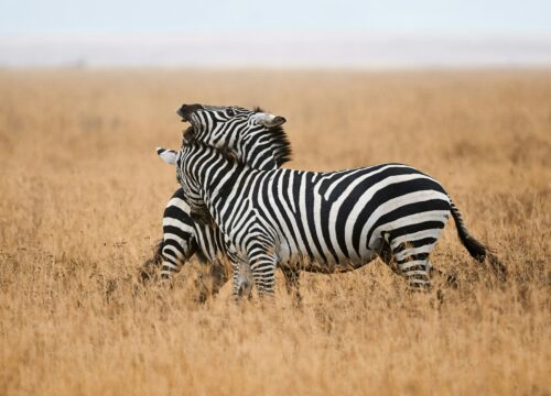 Explore Ngorongoro: Tanzania's Natural Wonder