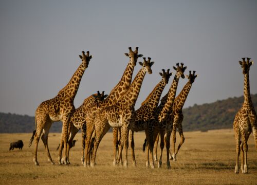 Tanzania's Iconic Safari Duo