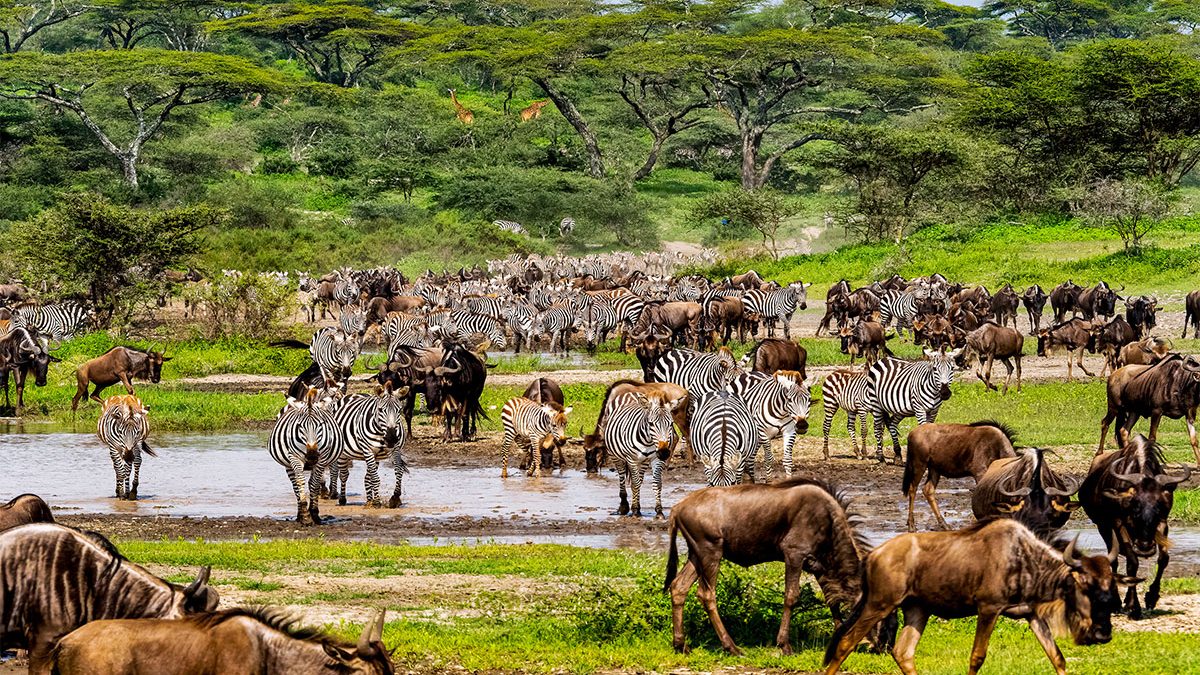 the_great_wildebeest_migration_1666860802