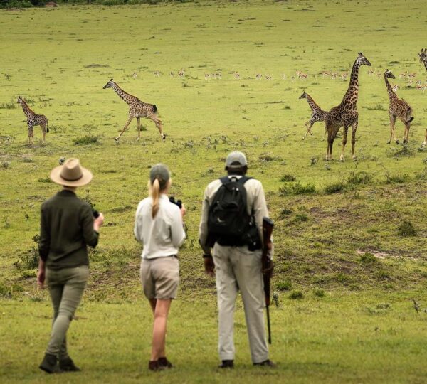 Walking Safari