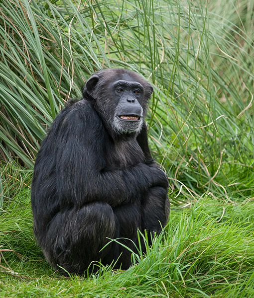 Gombe National Park