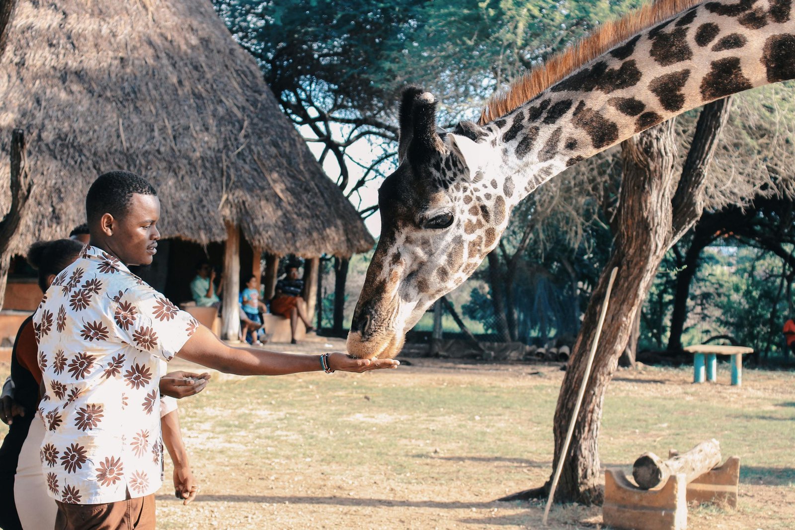 An adult man feeds a giraffe at an outdoor wildlife park in Africa, capturing a close interaction with nature.